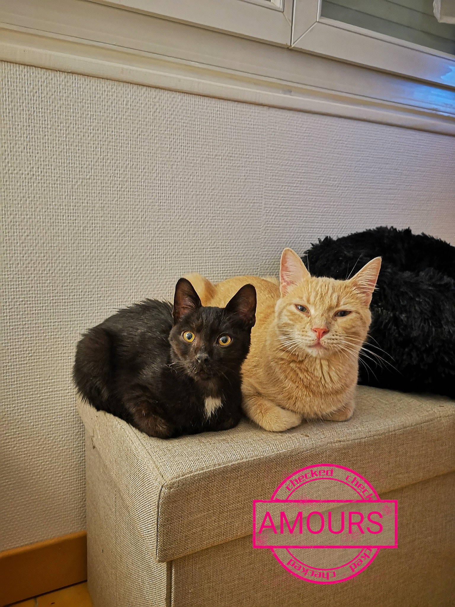 Rouky Et Luck participe au concours pour gagner de l'argent avec cette photo : carnivore, cat, cat_furniture, cat_supply, domestic_short_haired_cat, felidae, home_accessories, mammal, pet_supply, small_to_medium_sized_cats, vertebrate, whiskers