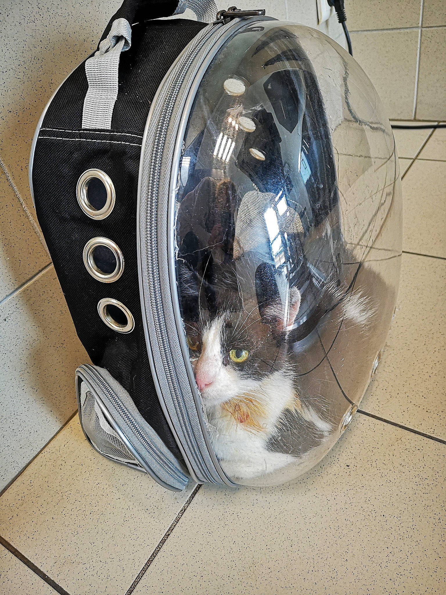 Pilou a rejoint le concours — aidez-le/la à gagner de superbes lots ! automotive_lighting, cat, felidae, fender, headlamp, kitten, light, small_to_medium_sized_cats, whiskers