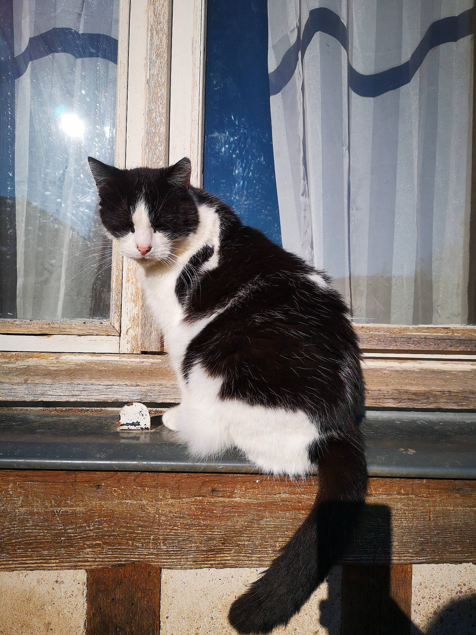 Pilou a rejoint le concours — aidez-le/la à gagner de superbes lots ! aegean_cat, american_wirehair, black, black_and_white, black_cat, carnivore, cat, domestic_short_haired_cat, european_shorthair, felidae, formal_wear, fur, kitten, polydactyl_cat, small_to_medium_sized_cats, snout, tail, tuxedo, whiskers, window