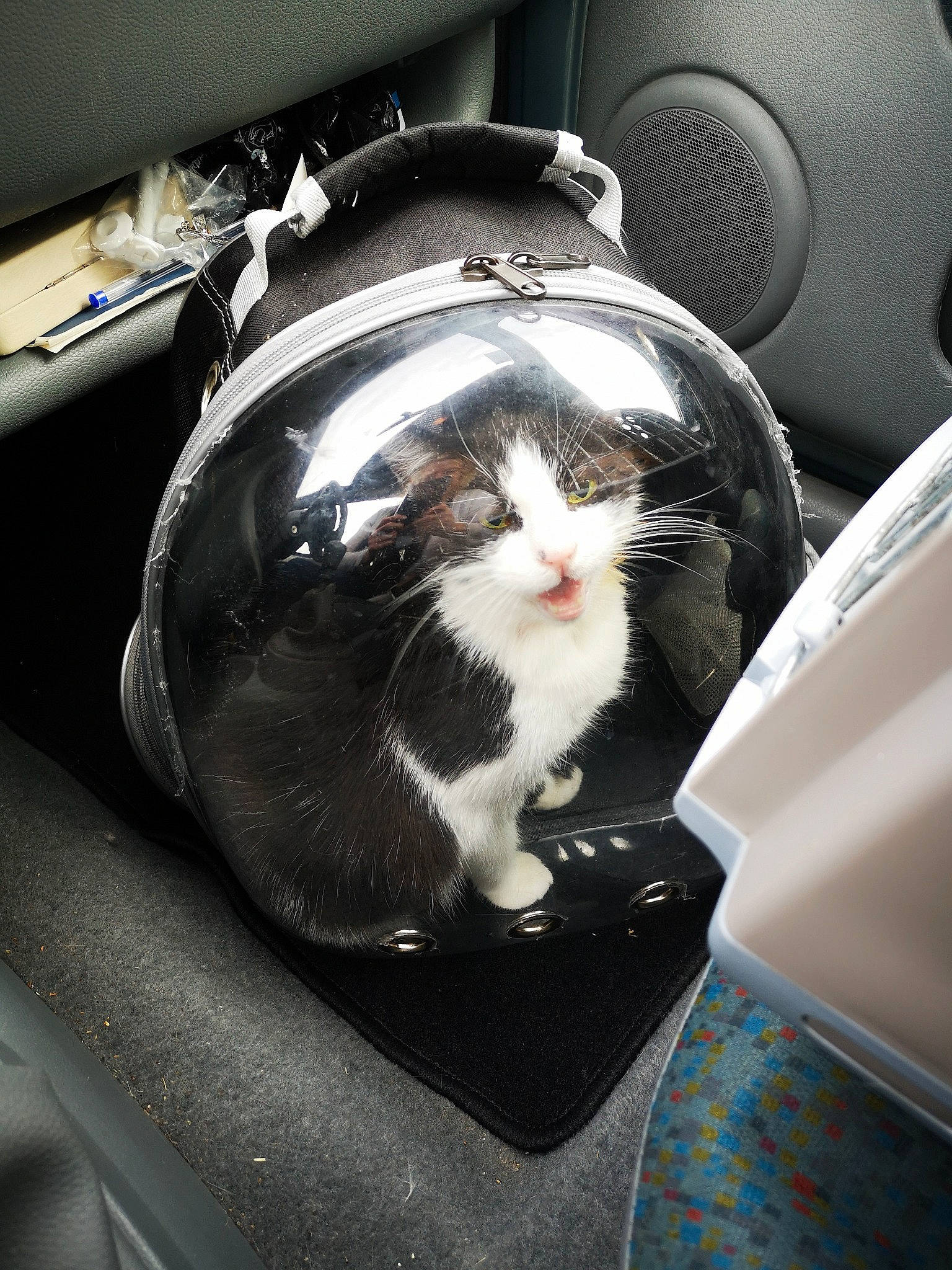 Pilou participe au concours pour gagner de l'argent avec cette photo : auto_part, car, carnivore, cat, domestic_short_haired_cat, felidae, kitten, small_to_medium_sized_cats, vehicle, whiskers