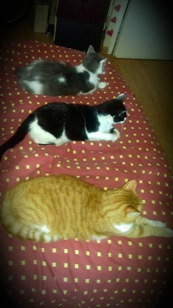 Pilou a rejoint le concours — aidez-le/la à gagner de superbes lots ! carnivore, cat, fawn, felidae, kitten, small_to_medium_sized_cats, tail, whiskers