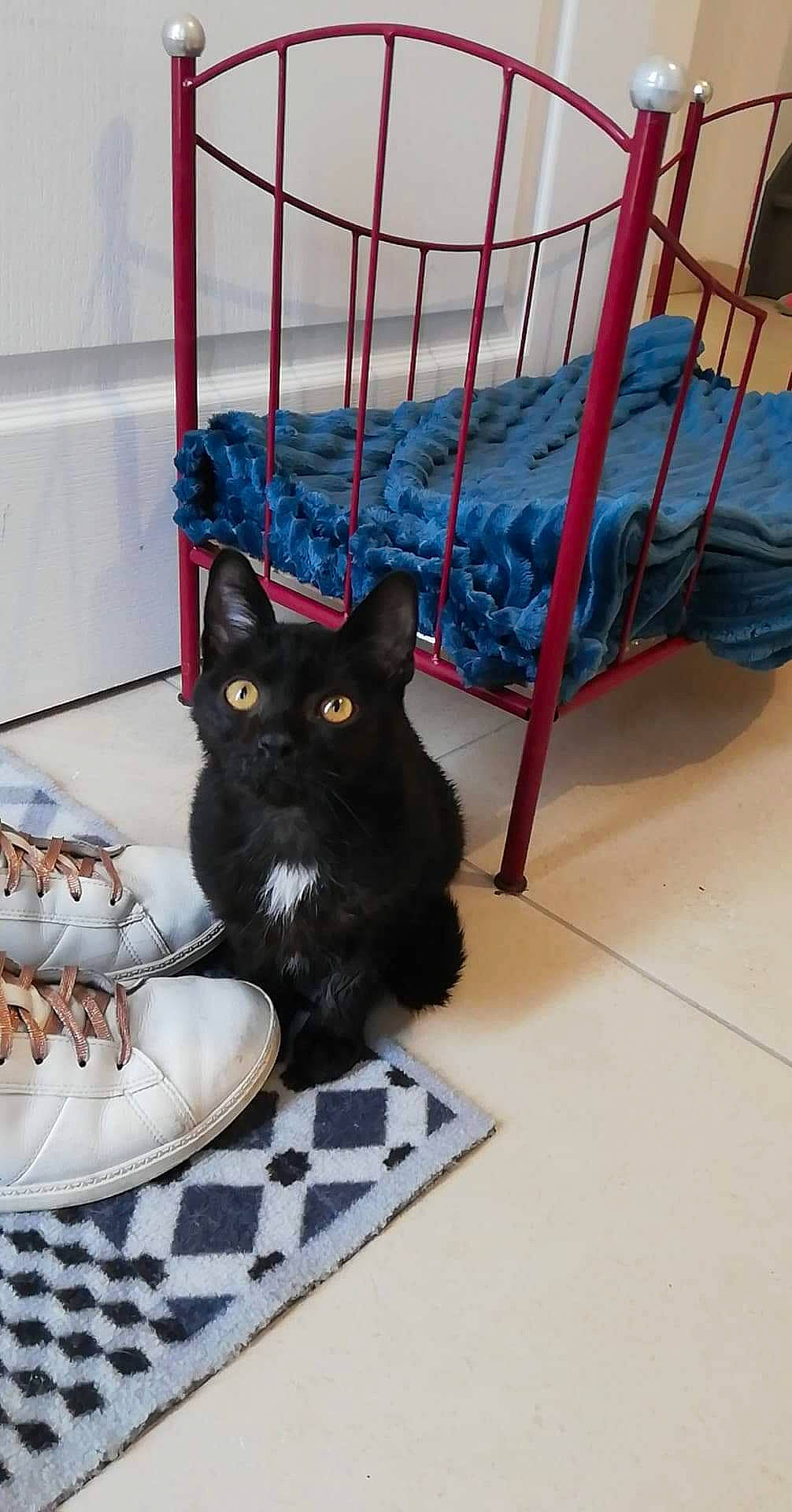 Luck a rejoint le concours — aidez-le/la à gagner de superbes lots ! black, black_cat, bombay, carnivore, cat, cobalt_blue, electric_blue, felidae, floor, flooring, fur, home_accessories, iron, pet_supply, small_to_medium_sized_cats, tile, vertebrate, whiskers