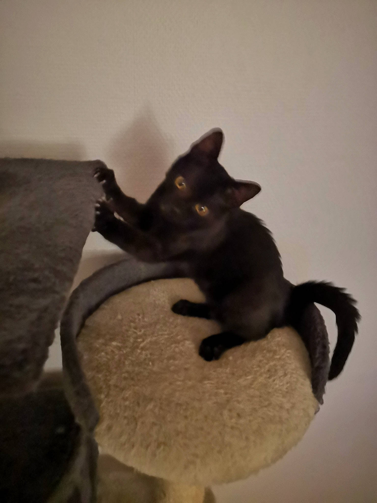 Luck a rejoint le concours — aidez-le/la à gagner de superbes lots ! carnivore, cat, cat_supply, cornish_rex, felidae, fur, paw, small_to_medium_sized_cats, snout, stuffed_toy, tail, terrestrial_animal, whiskers