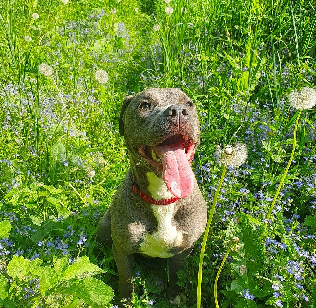 Suna a rejoint le concours — aidez-le/la à gagner de superbes lots ! art, carnivore, companion_dog, dog, dog_breed, dog_collar, fang, fawn, flowering_plant, grass, grassland, groundcover, herb, liver, plant, snout, sporting_group, terrestrial_animal, whiskers, working_animal