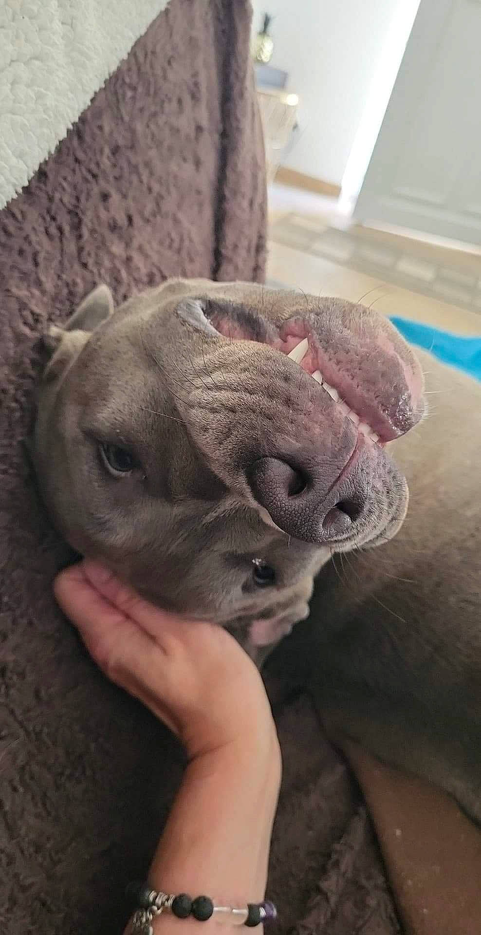 Suna participe au concours pour gagner de l'argent avec cette photo : canidae, carnivore, comfort, companion_dog, dog, dog_breed, ear, fawn, fur, liver, non_sporting_group, scar, snout, sporting_group, terrestrial_animal, toy_dog, whiskers, working_animal, wrinkle