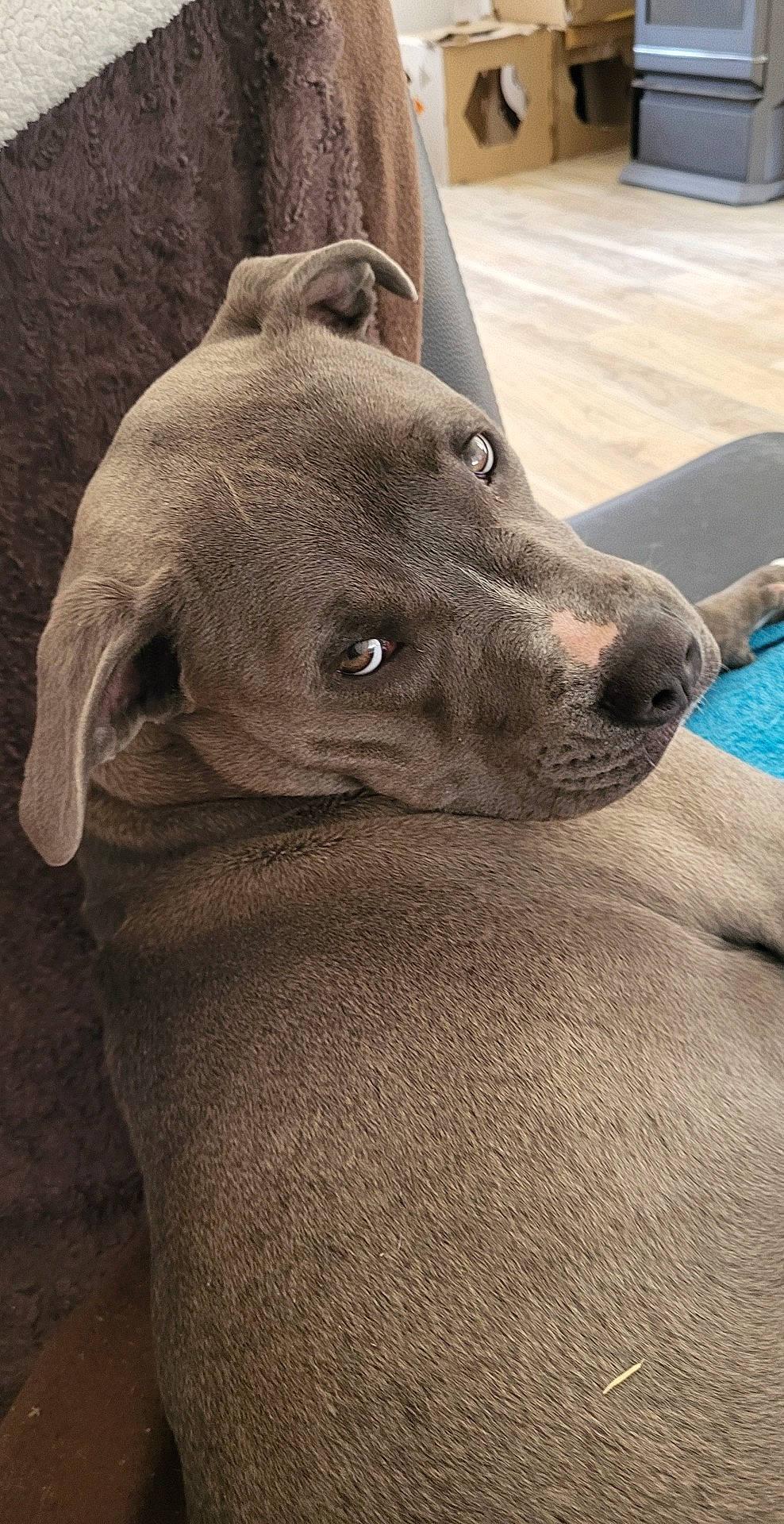 Suna a rejoint le concours — aidez-le/la à gagner de superbes lots ! carnivore, collar, companion_dog, dog, dog_breed, dog_collar, ear, eye, fawn, fur, guard_dog, jaw, liver, non_sporting_group, snout, sporting_group, terrestrial_animal, whiskers, working_animal