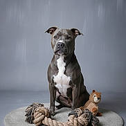 Suna a rejoint le concours — aidez-le/la à gagner de superbes lots ! dog, pet, grey_dog, rope_toy, plush_toy, sitting, portrait, studio, indoor, animal, calm, looking_at_camera, round_rug, toys, background, domestic_animal, canine, fur, ears, white_chest