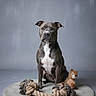 dog, pet, grey_dog, rope_toy, plush_toy, sitting, portrait, studio, indoor, animal, calm, looking_at_camera, round_rug, toys, background, domestic_animal, canine, fur, ears, white_chest