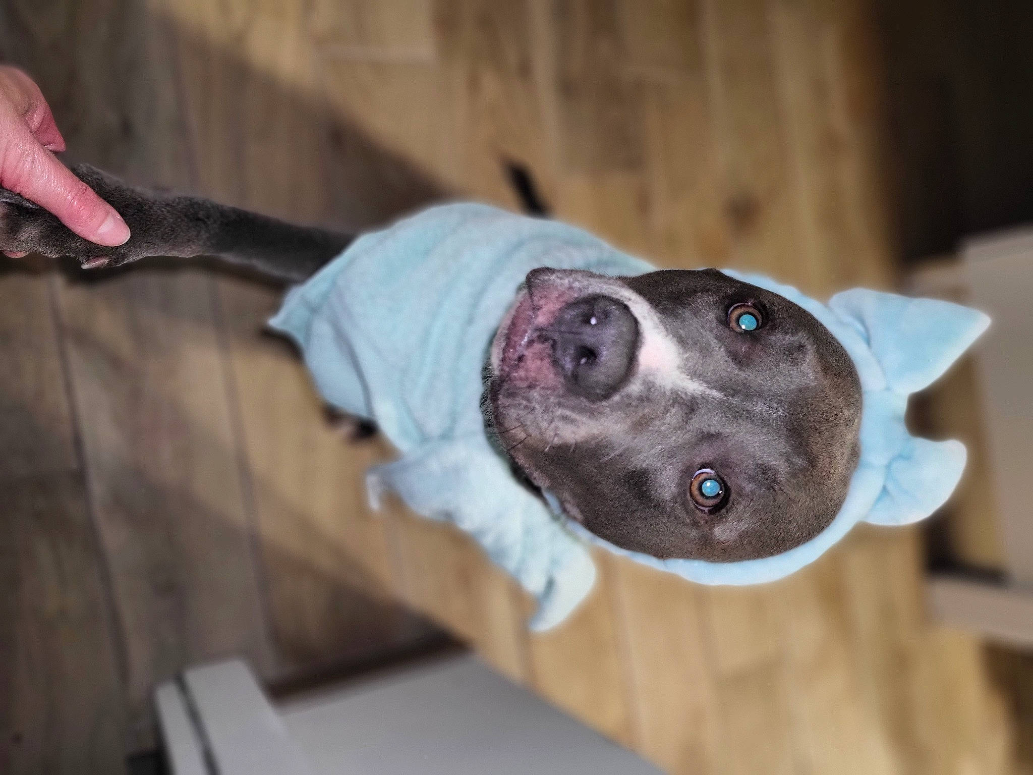 Suna participe au concours pour gagner de l'argent avec cette photo : canidae, carnivore, collar, companion_dog, dog, dog_breed, dog_supply, ear, electric_blue, fawn, foot, non_sporting_group, pet_supply, snout, sporting_group, whiskers, window, wood, working_animal