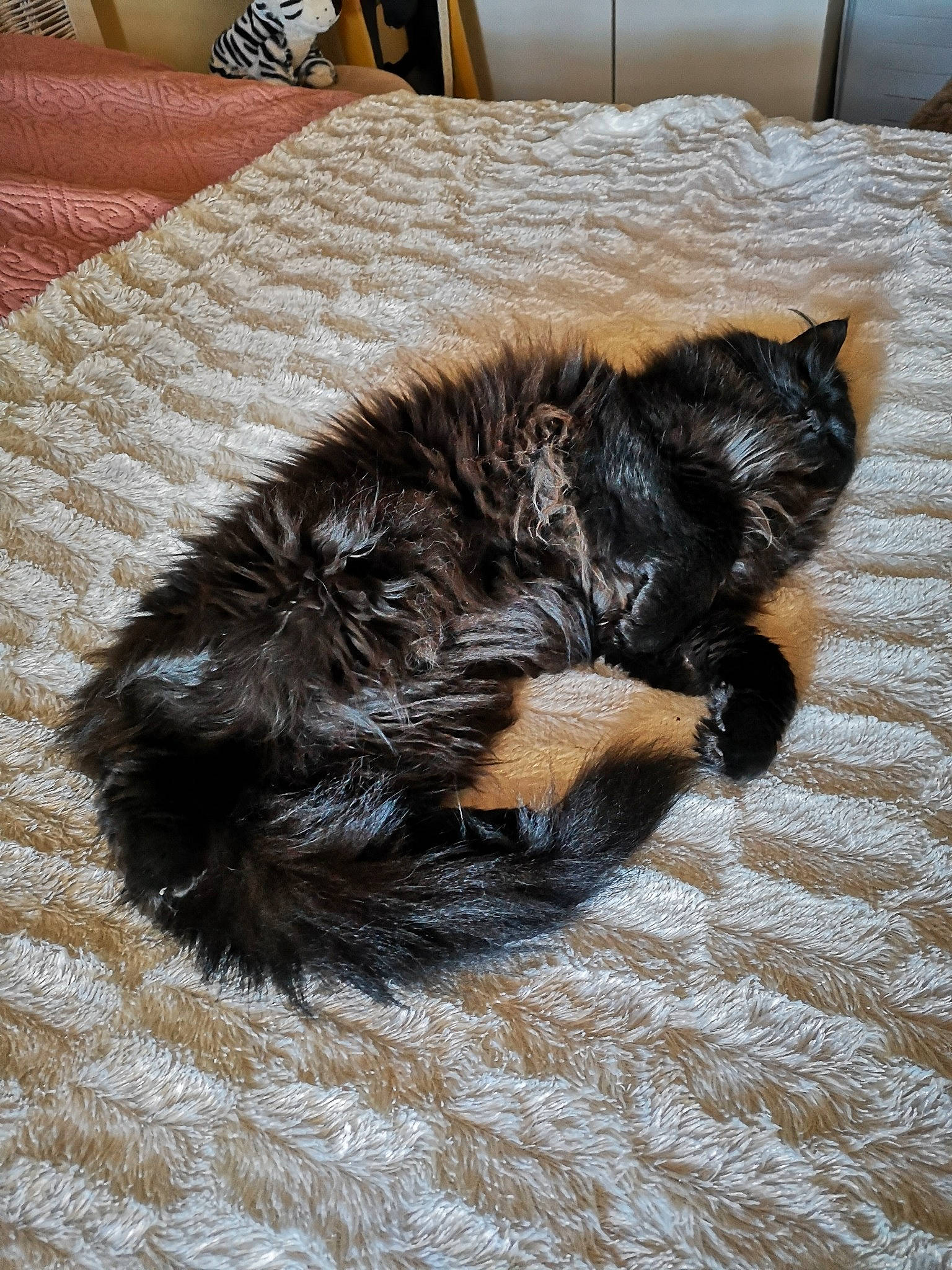 Max a rejoint le concours — aidez-le/la à gagner de superbes lots ! black_cat, carnivore, cat, claw, domestic_long_haired_cat, fawn, felidae, fur, kitten, maine_coon, nap, norwegian_forest_cat, small_to_medium_sized_cats, tail, whiskers