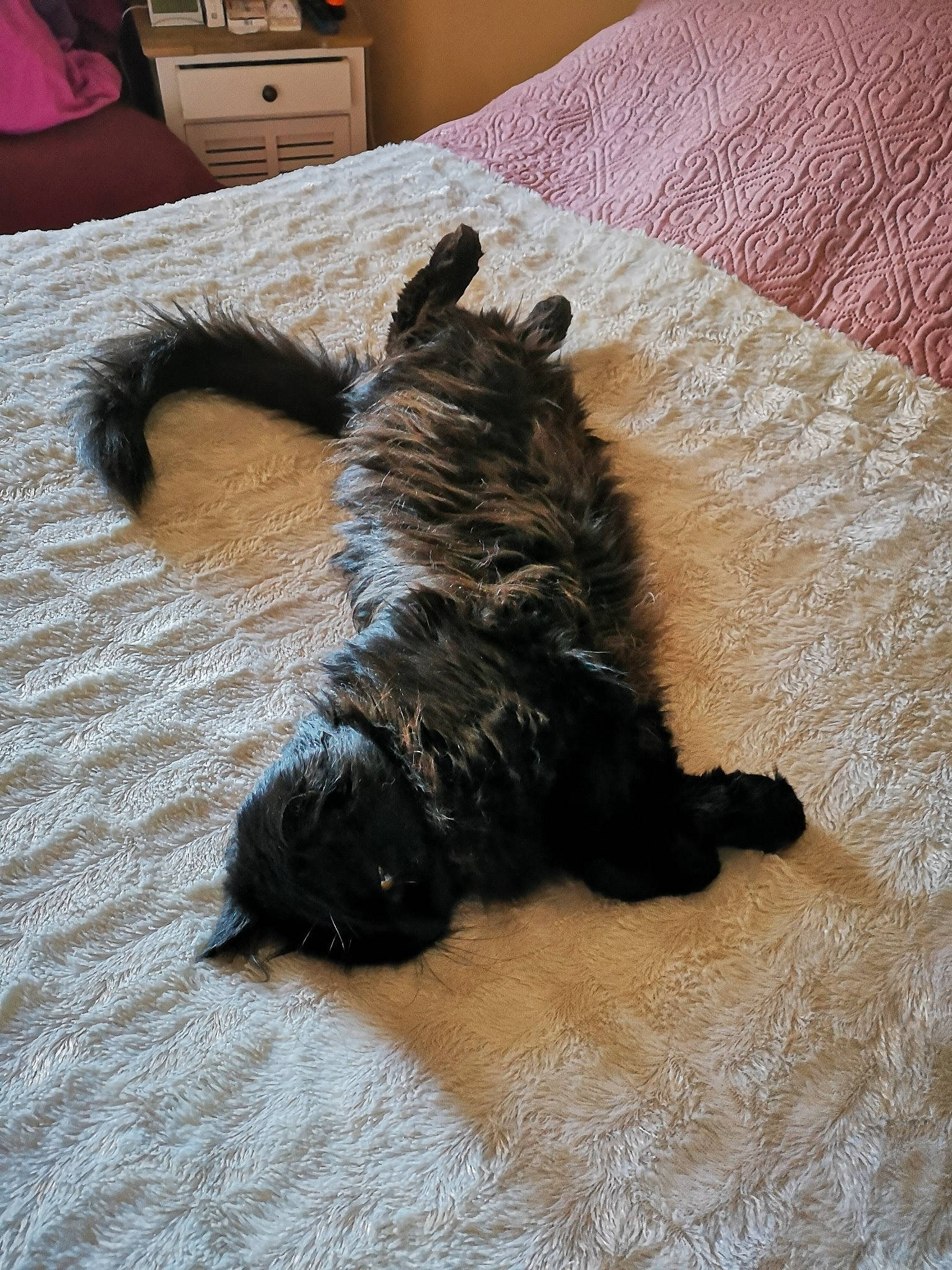 Max participe au concours pour gagner de l'argent avec cette photo : cabinetry, canidae, carnivore, chest_of_drawers, comfort, companion_dog, dog, dog_breed, floor, flooring, fur, home, home_accessories, linens, paw, snout, sporting_group, tail, terrier, working_animal