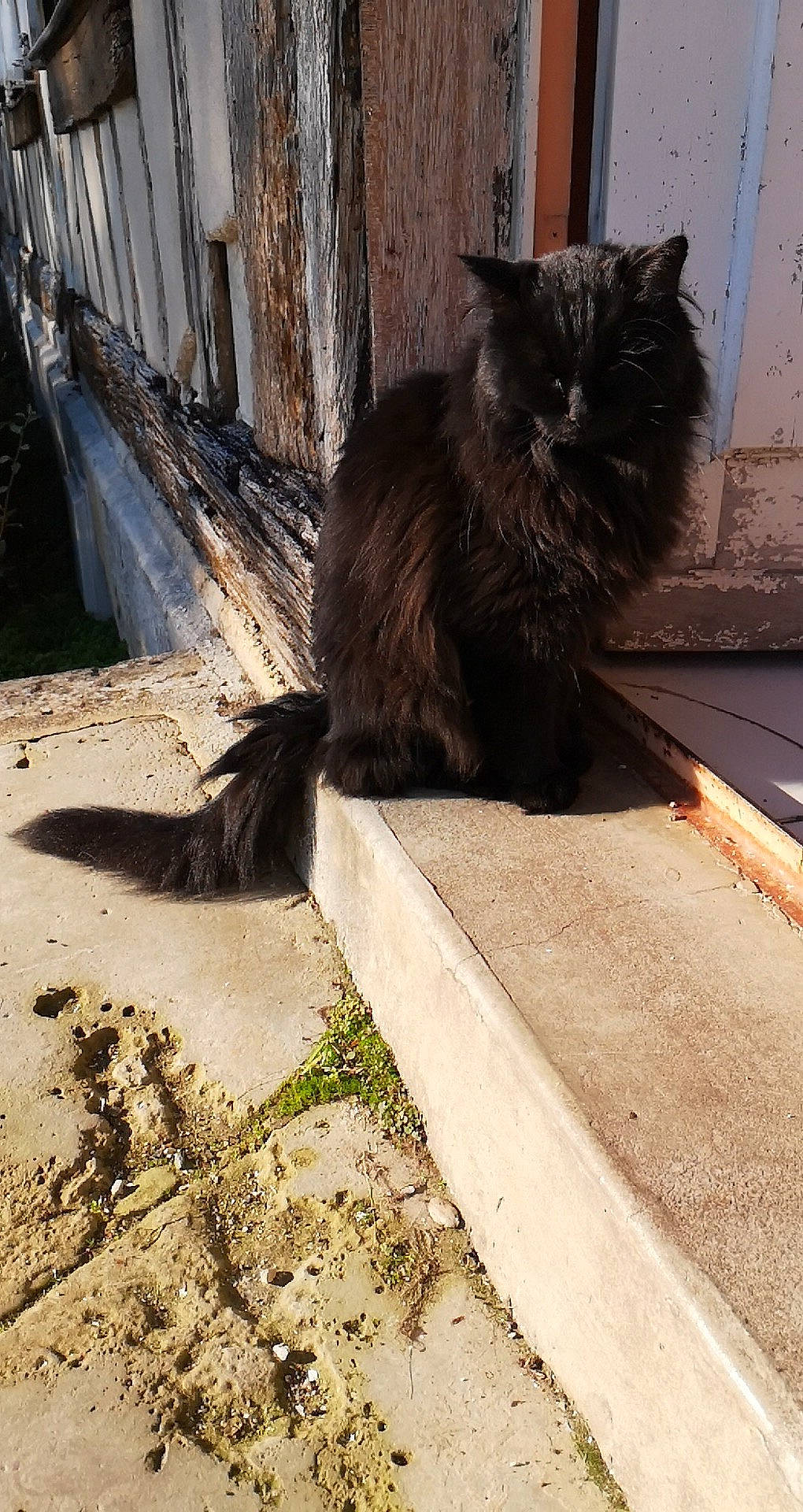 Max participe au concours pour gagner de l'argent avec cette photo : asian_semi_longhair, black_cat, british_longhair, carnivore, cat, domestic_long_haired_cat, domestic_short_haired_cat, felidae, fur, maine_coon, nebelung, norwegian_forest_cat, persian, small_to_medium_sized_cats, tail, whiskers