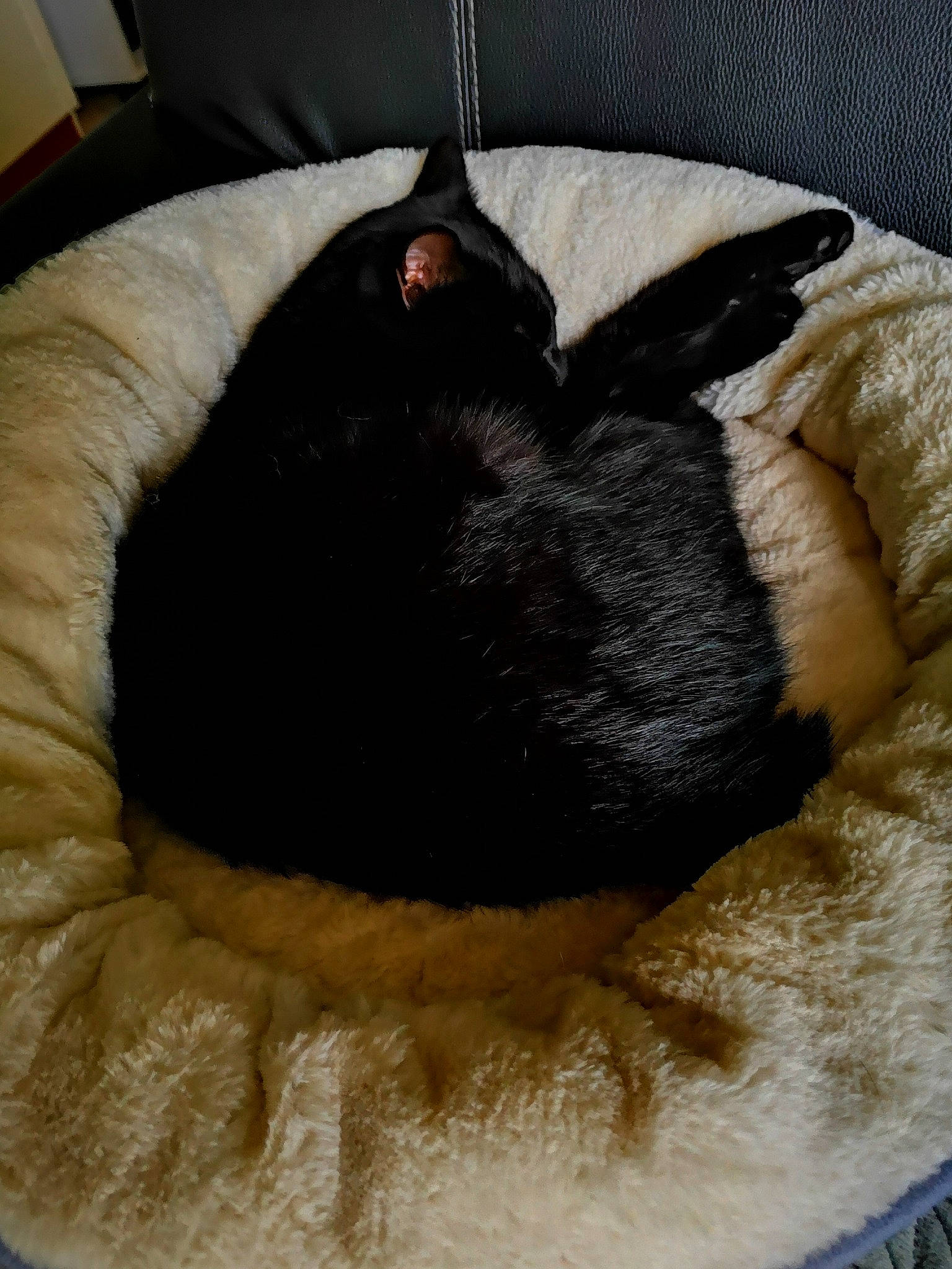 Per participe au concours pour gagner de l'argent avec cette photo : animal_feed, bird, carnivore, cat_bed, comfort, dog_bed, fur, natural_material, pet_supply, small_to_medium_sized_cats, snout, vertebrate