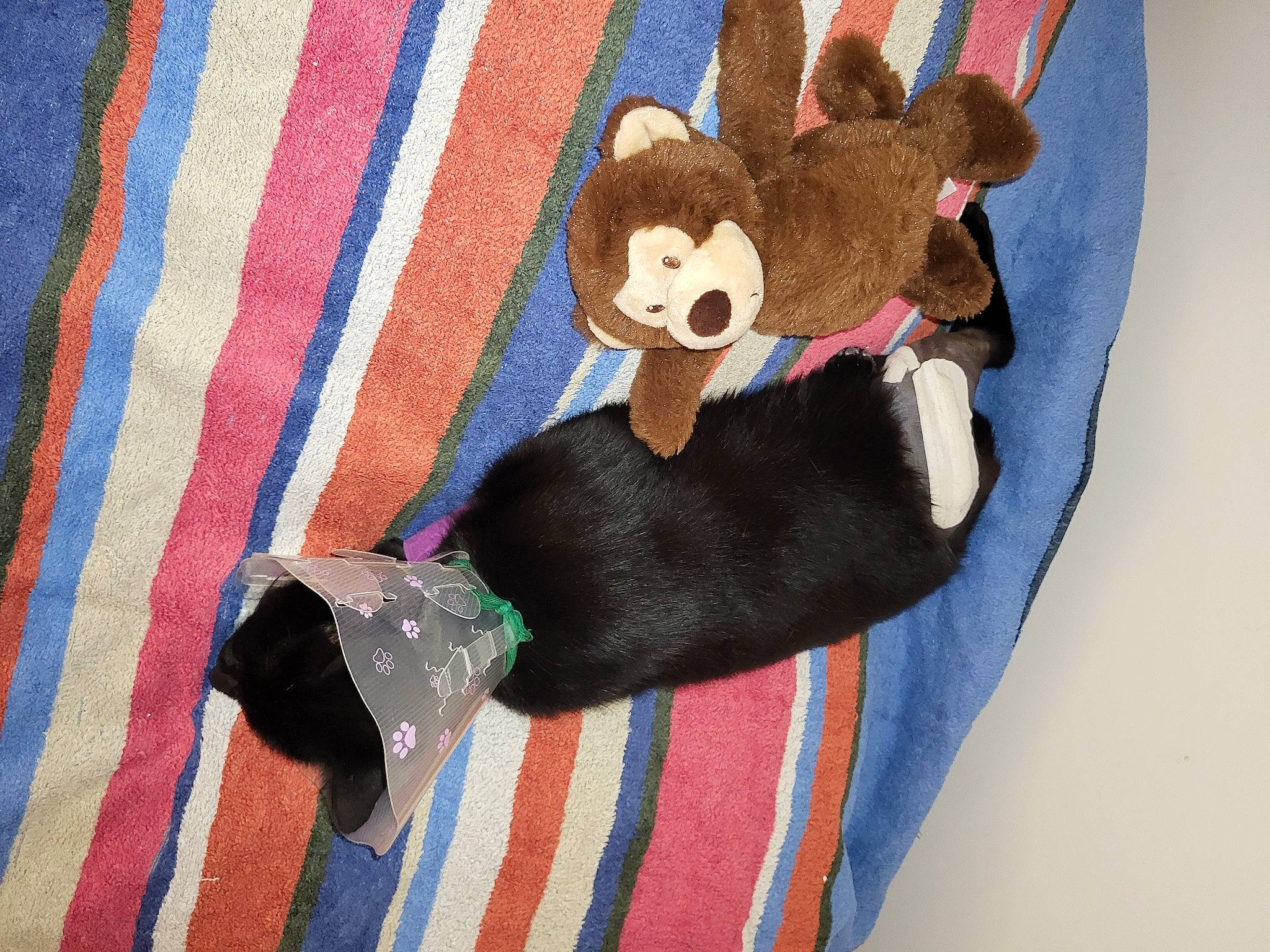 Per a rejoint le concours — aidez-le/la à gagner de superbes lots ! art, baby_products, baby_toys, bag, bear, canidae, comfort, fashion_accessory, fawn, fur, linens, magenta, pattern, plaid, plush, stuffed_toy, teddy_bear, textile, toy, wool