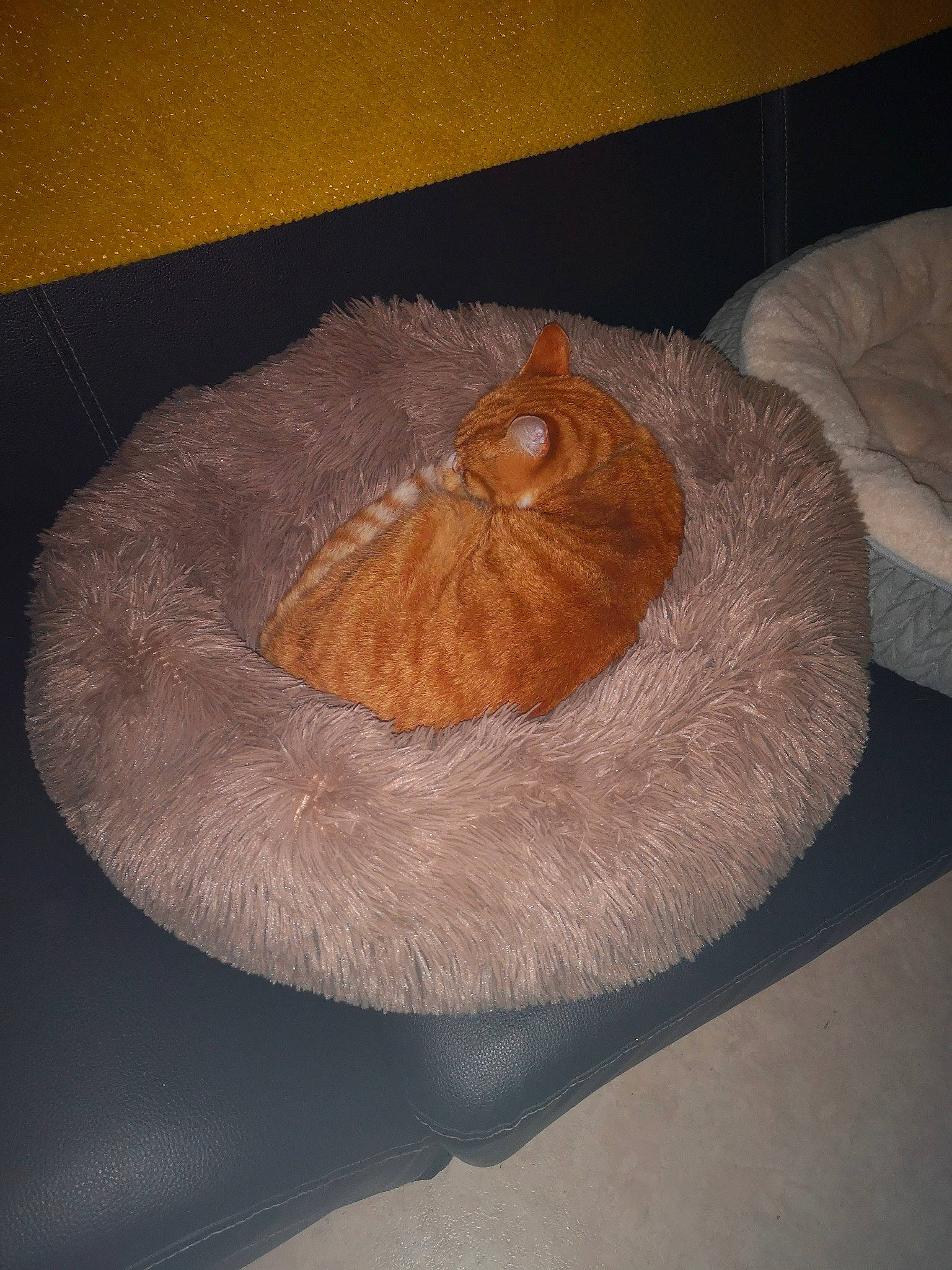 Lulu a rejoint le concours — aidez-le/la à gagner de superbes lots ! cat_bed, headgear