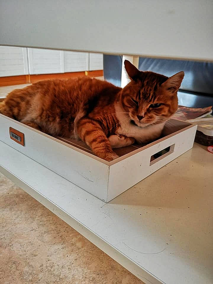 Lulu participe au concours pour gagner de l'argent avec cette photo : box, carnivore, cat, domestic_short_haired_cat, drawer, european_shorthair, felidae, fur, furniture, kitten, ocicat, small_to_medium_sized_cats, tabby_cat, whiskers