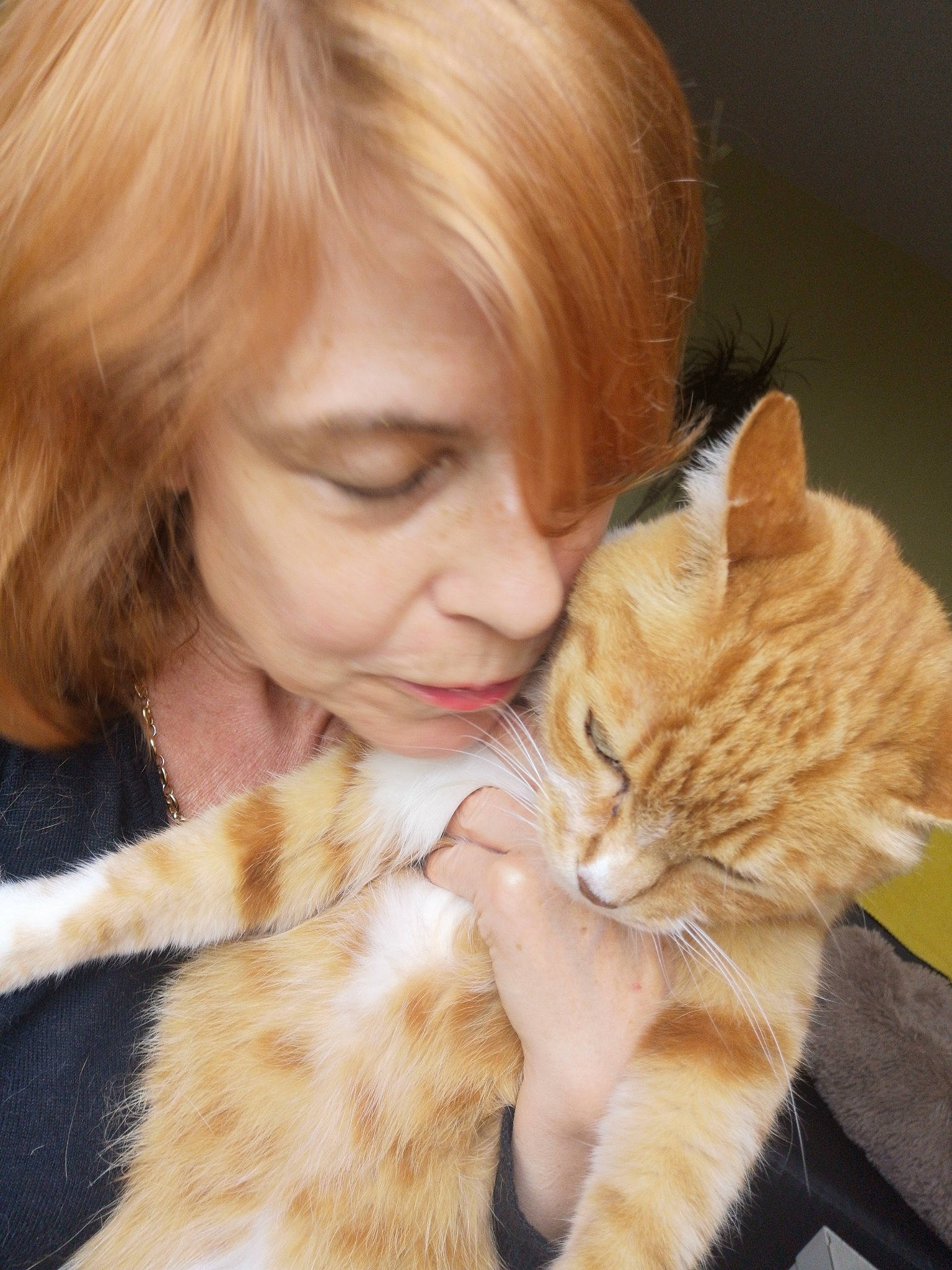 Lulu participe au concours pour gagner de l'argent avec cette photo : asian, blond, brown_hair, carnivore, cat, ear, european_shorthair, fawn, felidae, fur, hair, kitten, nose, skin, small_to_medium_sized_cats, tabby_cat, whiskers