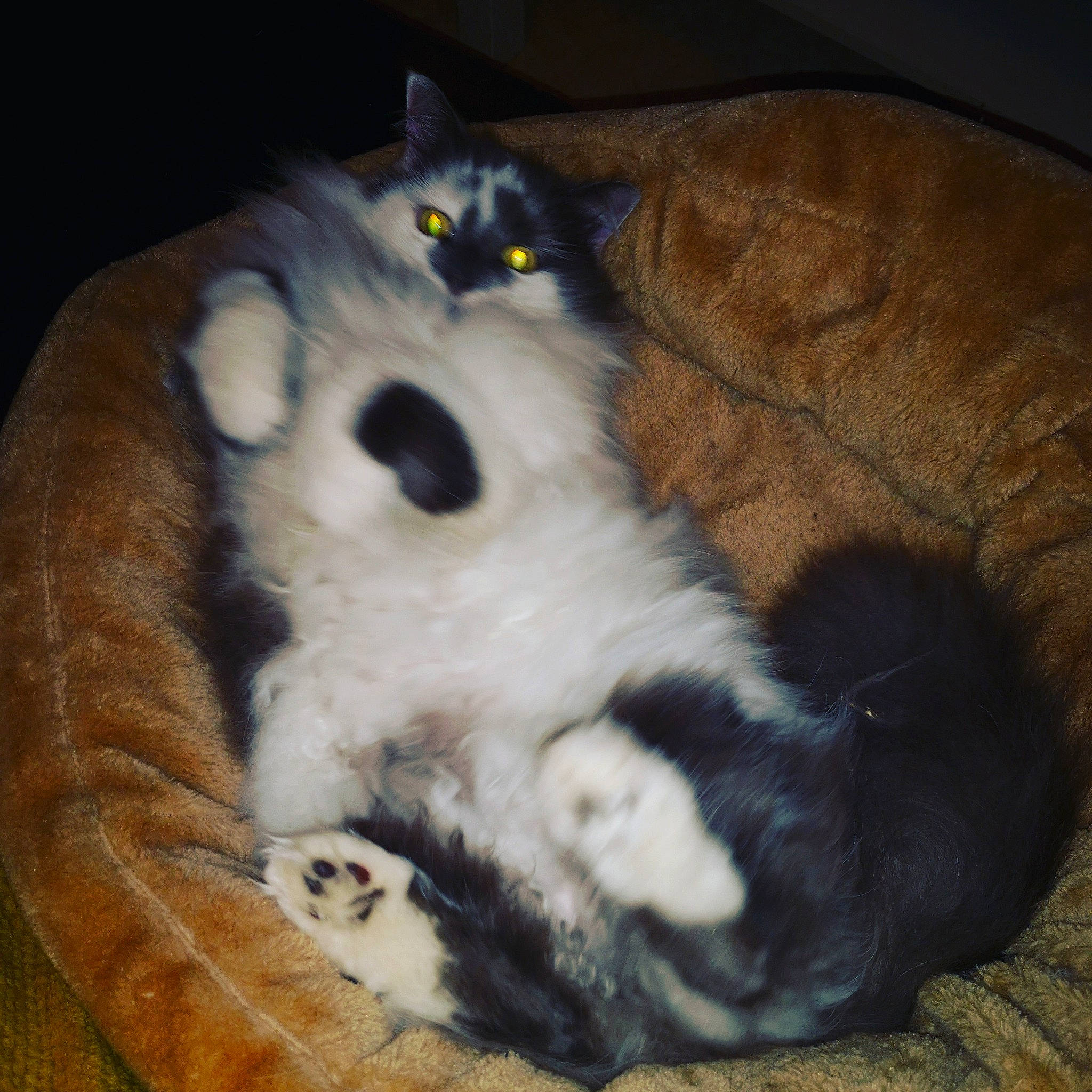 Lady participe au concours pour gagner de l'argent avec cette photo : canidae, carnivore, cat, cat_bed, claw, felidae, fur, kitten, paw, polydactyl_cat, small_to_medium_sized_cats, tail, whiskers