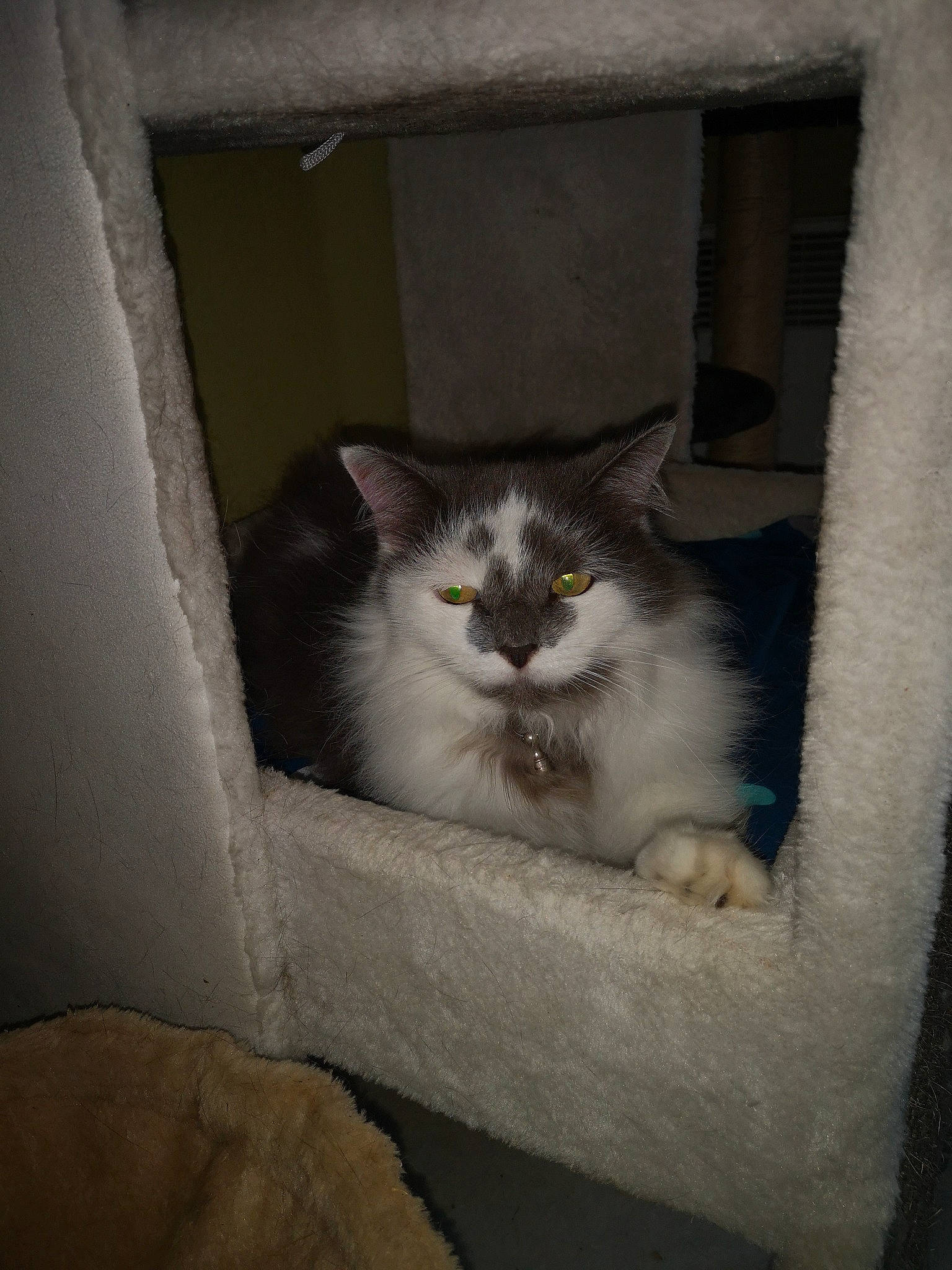 Lady participe au concours pour gagner de l'argent avec cette photo : carnivore, cat, domestic_long_haired_cat, domestic_short_haired_cat, eye, felidae, kitten, small_to_medium_sized_cats, whiskers