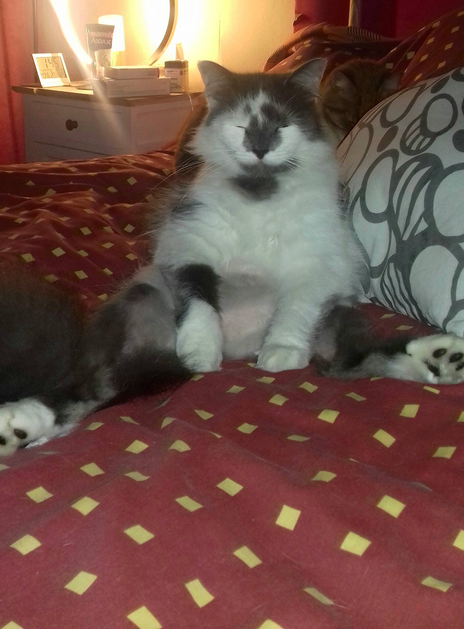 Lady a rejoint le concours — aidez-le/la à gagner de superbes lots ! british_longhair, carnivore, cat, domestic_long_haired_cat, felidae, fur, kitten, mammal, norwegian_forest_cat, persian, ragdoll, small_to_medium_sized_cats, vertebrate, whiskers