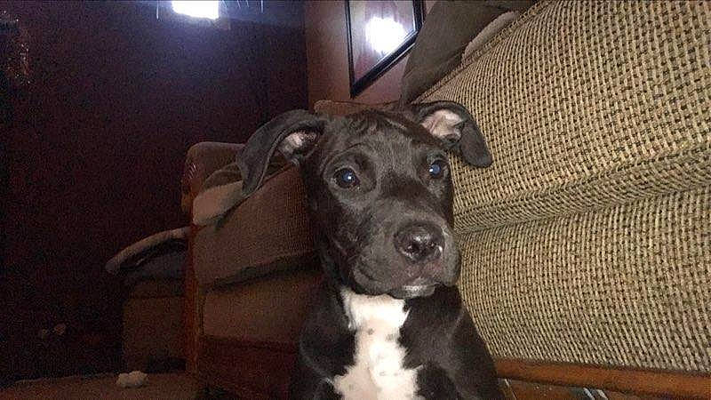 Kola is registered to the contest to win money with this photo: brown, canidae, carnivore, collar, companion_dog, dog, dog_breed, dog_collar, fawn, home_accessories, linens, liver, living_room, mammal, pet_supply, snout, sporting_group, whiskers, working_animal, working_dog