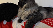 Astro joined the competition — help win amazing prizes! cat, black_cat, fluffy, long_hair, pet, animal, feline, lying_down, lounging, side_profile, green_eyes, whiskers, ears, fur, blanket, red_blanket, plush_toy, indoor, cozy, portrait