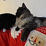 cat, black_cat, fluffy, long_hair, pet, animal, feline, lying_down, lounging, side_profile, green_eyes, whiskers, ears, fur, blanket, red_blanket, plush_toy, indoor, cozy, portrait