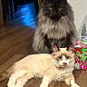 Astro joined the competition — help win amazing prizes! cat, cats, kitten, long_hair, fluffy, feline, pet, animal, portrait, indoors, wood_floor, sitting, lying_down, yellow_eyes, blue_eyes, cream_fur, gray_fur, brown_markings, gift_bag, water_bottle