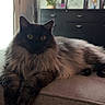 Astro joined the competition — help win amazing prizes! cat, fluffy_cat, long_hair, black_cat, golden_eyes, pet, animal, couch, indoor, living_room, furniture, television, dresser, portrait, sitting, lying_down, relaxed, staring, whiskers, home_decor