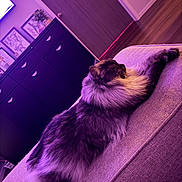Astro is registered to the contest to win money with this photo: cat, long_hair, fluffy, feline, pet, lounging, relaxed, sleeping, couch, sofa, indoor, home, furniture, purple_lighting, neon_light, portrait, side_view, whiskers, tail, cozy