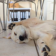 Maggie participe au concours pour gagner de l'argent avec cette photo : dog, puppy, golden_retriever, lying_down, floor, paw, nap, indoor, tile_floor, furniture, chair, shelf, binder, relaxed, cute, pet, canine, fur, domestic_animal, resting