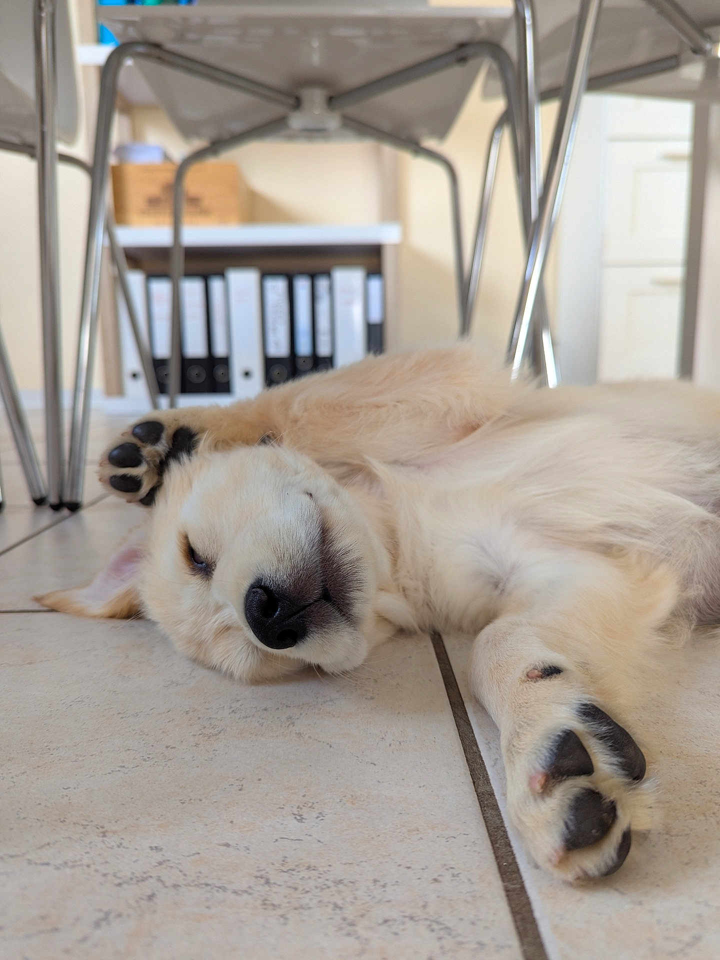 Maggie participe au concours pour gagner de l'argent avec cette photo : dog, puppy, golden_retriever, lying_down, floor, paw, nap, indoor, tile_floor, furniture, chair, shelf, binder, relaxed, cute, pet, canine, fur, domestic_animal, resting