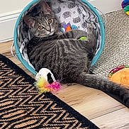 Astro is registered to the contest to win money with this photo: cat, tabby, basket, toy, feather, carpet, rug, floor, wooden_floor, indoor, pet, animal, curious, relaxed, striped, ears, whiskers, playful, cozy, looking