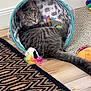 cat, tabby, basket, toy, feather, carpet, rug, floor, wooden_floor, indoor, pet, animal, curious, relaxed, striped, ears, whiskers, playful, cozy, looking