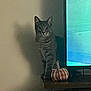 cat, tabby_cat, indoor, shadow, wooden_surface, pumpkin, fabric_pumpkin, television, screen, blue_light, decor, animal, pet, curious, standing, striped, feline, cozy, home, soft_light