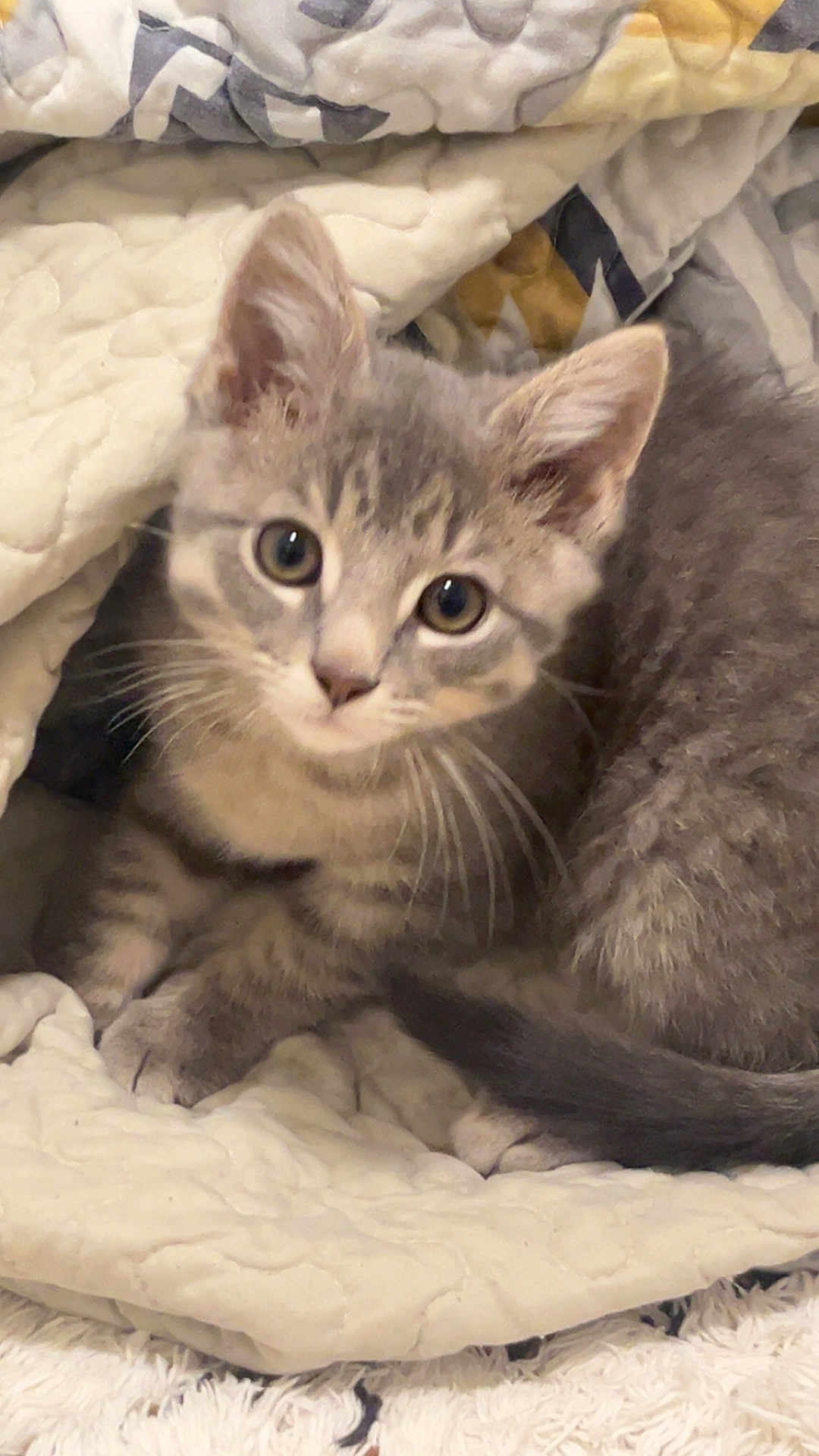 Astro joined the competition — help win amazing prizes! kitten, cat, gray_tabby, blanket, quilt, cozy, cute, pet, fur, whiskers, ears, tail, indoor, young, animal, small, soft, resting, comfort, curious