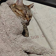 Wawa participe au concours pour gagner de l'argent avec cette photo : animal, bed, blanket, cat, closeup, comfort, cozy, cute, face, feline, fur, indoor, paw, pet, relaxing, resting, sleeping, soft, tabby, warm