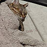 animal, bed, blanket, cat, closeup, comfort, cozy, cute, face, feline, fur, indoor, paw, pet, relaxing, resting, sleeping, soft, tabby, warm
