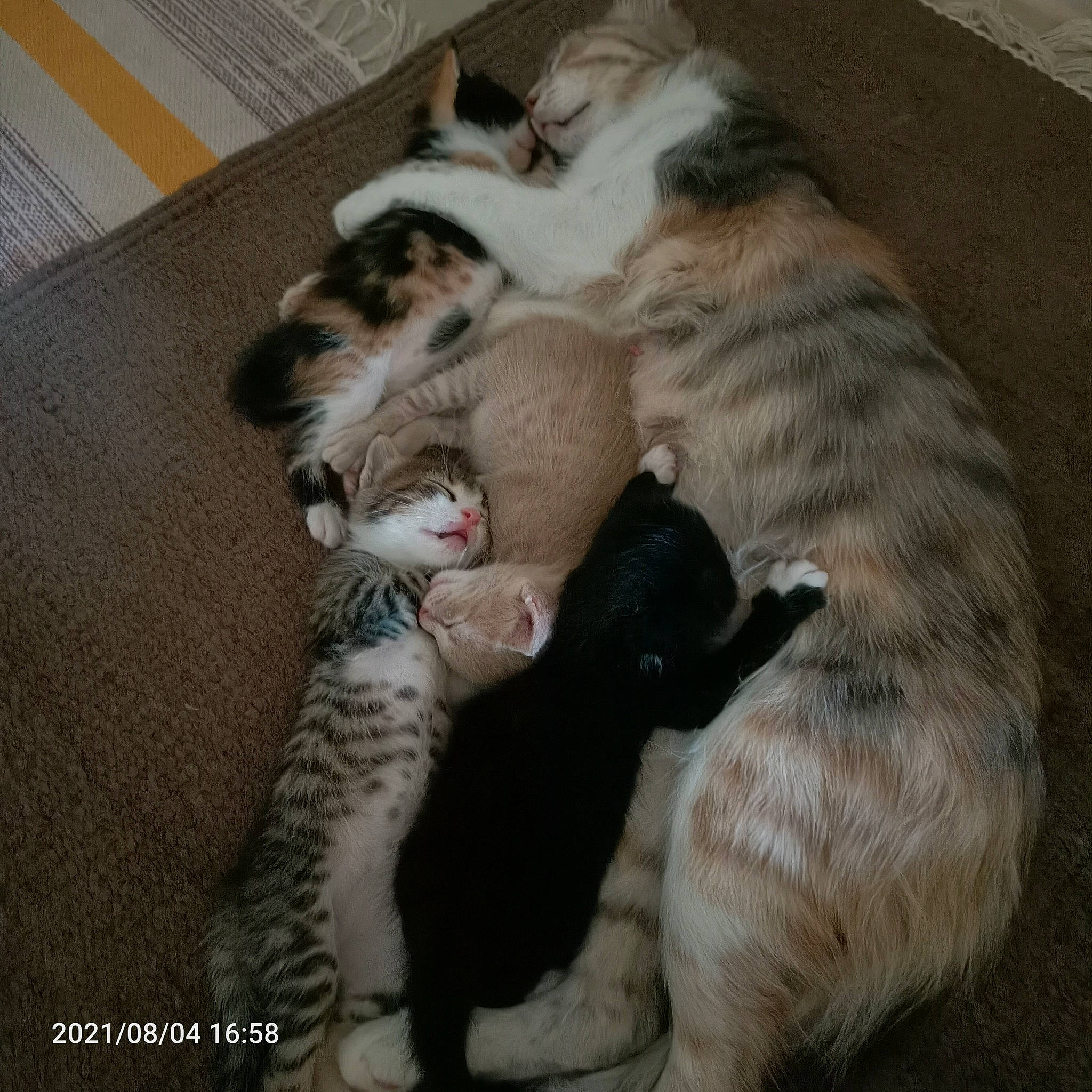 Rigolo a rejoint le concours — aidez-le/la à gagner de superbes lots ! canidae, carnivore, cat, claw, comfort, dog_breed, domestic_short_haired_cat, fawn, felidae, fur, grey, mammal, nap, paw, small_to_medium_sized_cats, snout, sporting_group, tail, vertebrate, whiskers