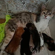 Réglo a rejoint le concours — aidez-le/la à gagner de superbes lots ! animal, baby, blanket, calm, cat, closeup, cute, domestic, feline, fur, indoor, kitten, mammal, mother_cat, nursing, pet, resting, sleeping, striped, towel
