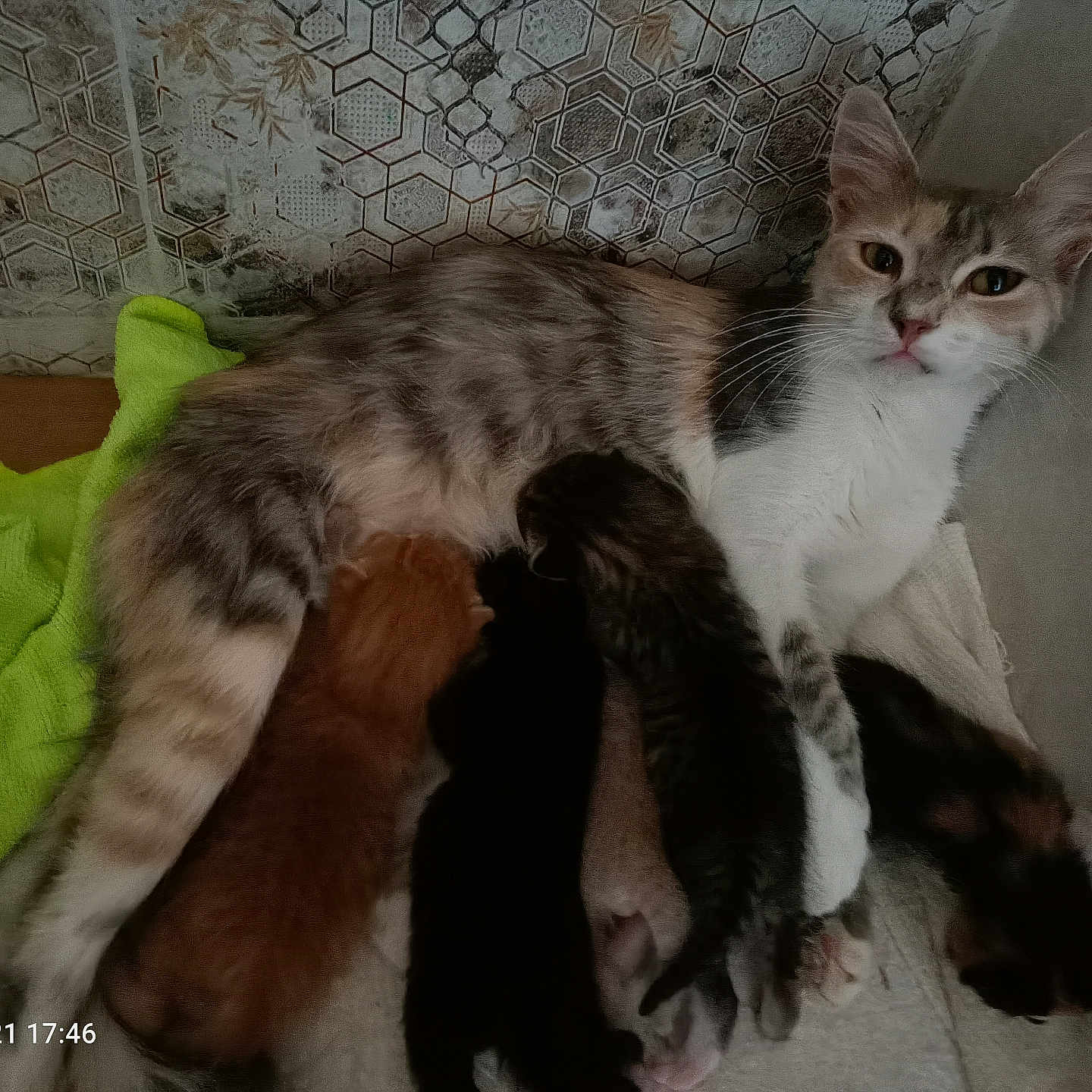 Réglo a rejoint le concours — aidez-le/la à gagner de superbes lots ! animal, baby, blanket, calm, cat, closeup, cute, domestic, feline, fur, indoor, kitten, mammal, mother_cat, nursing, pet, resting, sleeping, striped, towel