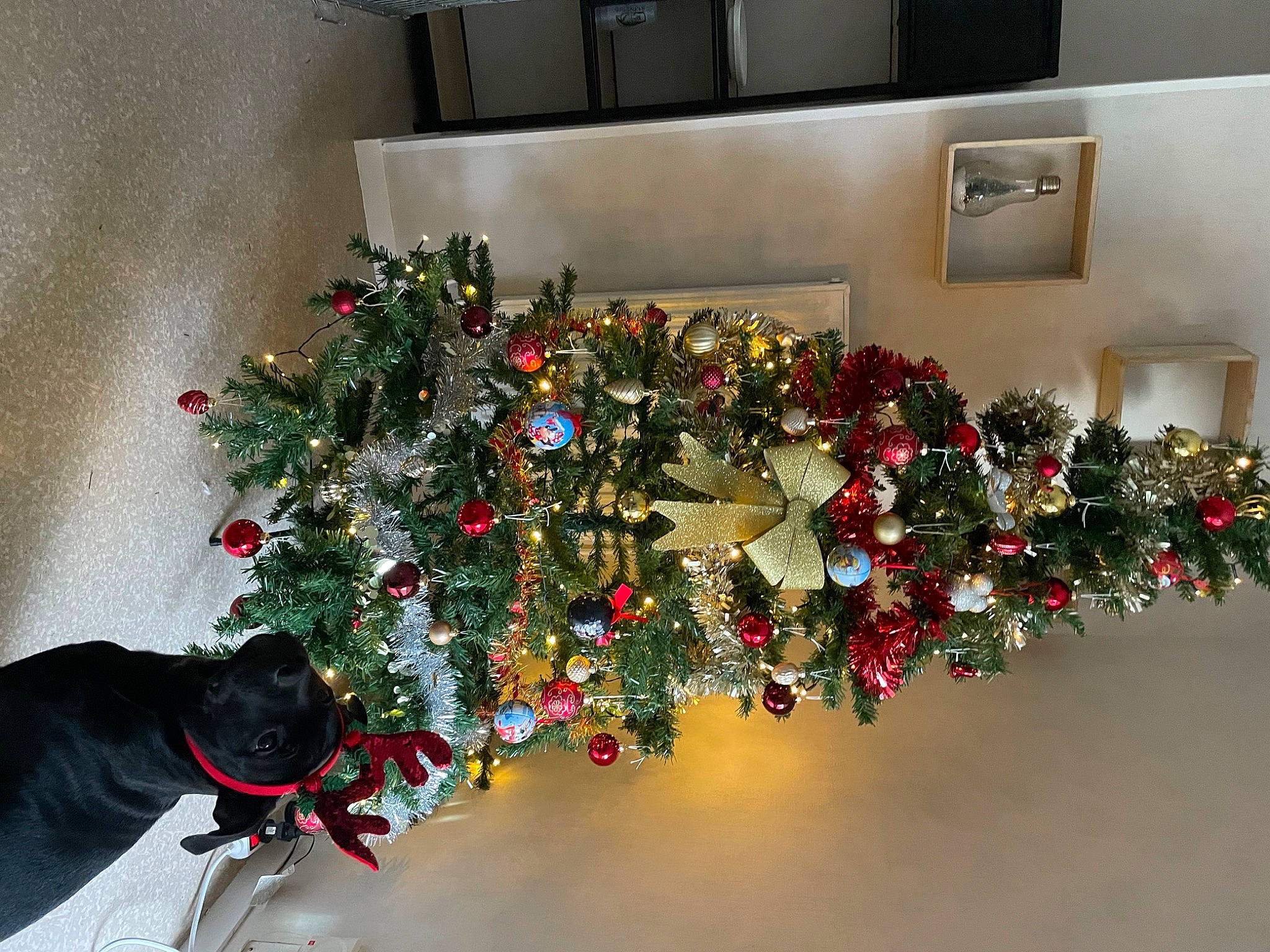 Sparrow a rejoint le concours — aidez-le/la à gagner de superbes lots ! building, carnivore, christmas, christmas_decoration, christmas_eve, christmas_ornament, christmas_tree, creative_arts, dog, event, flower_arranging, flowerpot, holiday, holiday_ornament, house, houseplant, ornament, plant, tree, window