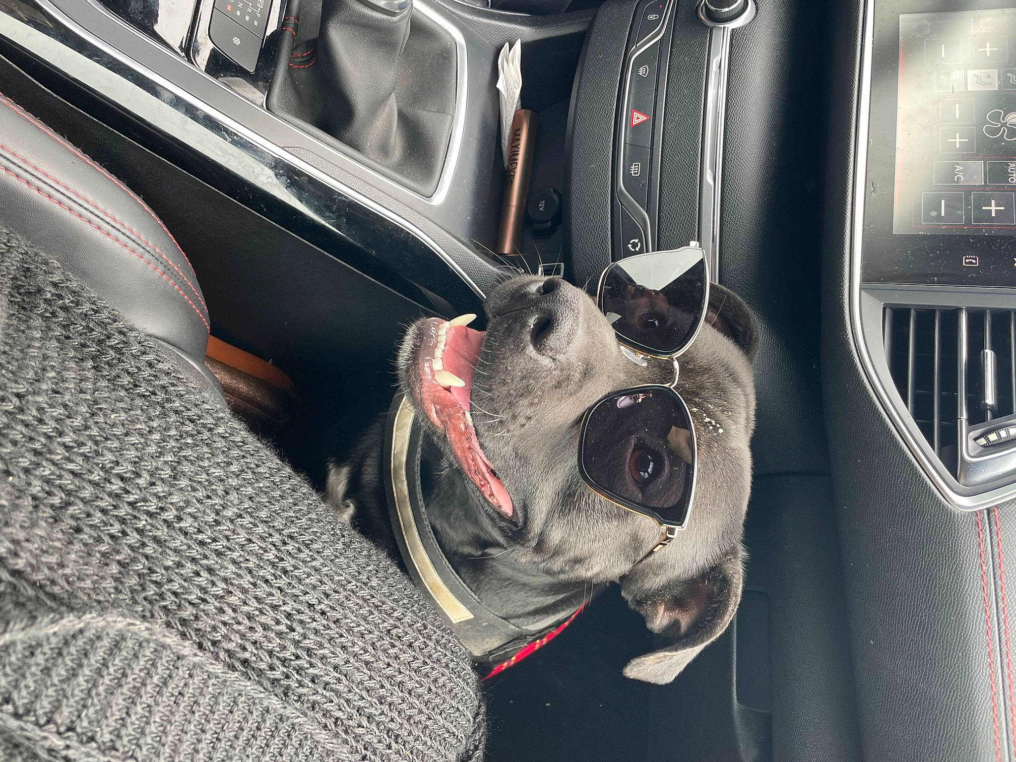 Sparrow participe au concours pour gagner de l'argent avec cette photo : auto_part, automotive_design, automotive_wheel_system, car, carnivore, collar, companion_dog, dog, dog_breed, eyewear, family_car, luxury_vehicle, motor_vehicle, personal_luxury_car, snout, steering_part, steering_wheel, vehicle, vehicle_door, whiskers