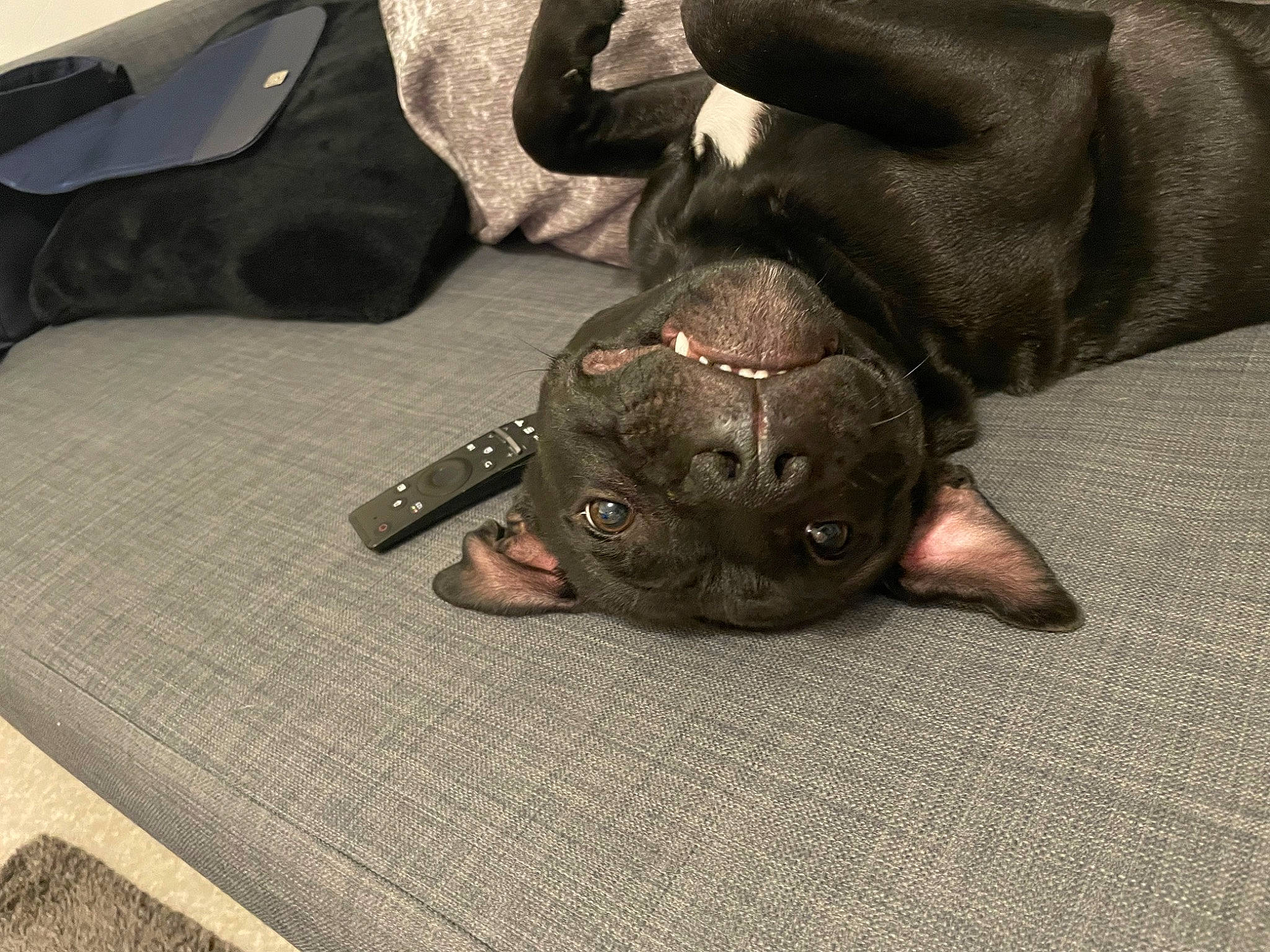 Sparrow participe au concours pour gagner de l'argent avec cette photo : bat, camouflage, canidae, carnivore, comfort, dog_breed, fawn, felidae, gesture, grey, liver, military_camouflage, pattern, paw, sleeve, snout, sporting_group, terrestrial_animal, whiskers, working_animal