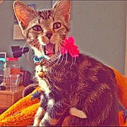 Alice Marie is registered to the contest to win money with this photo: animal, bow, cat, closeup, collar, cute, domestic, ears, feline, fur, indoor, kitten, mouth_open, orange_blanket, pet, playful, sitting, tabby, whiskers, young
