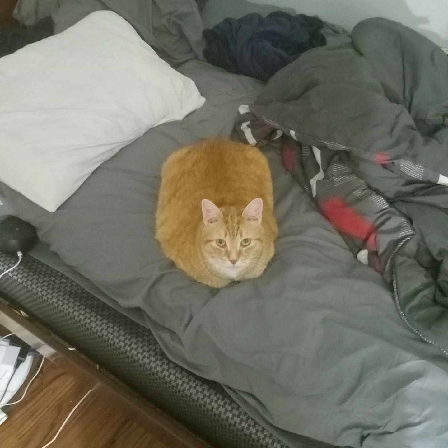 Max is registered to the contest to win money with this photo: animal, bed, blanket, cat, comfort, cozy, domestic_cat, feline, furniture, gray_bedspread, household, indoor, loafing_cat, orange_cat, pet, pillow, resting_cat, rumpled_bedding, sleeping_area, wooden_floor