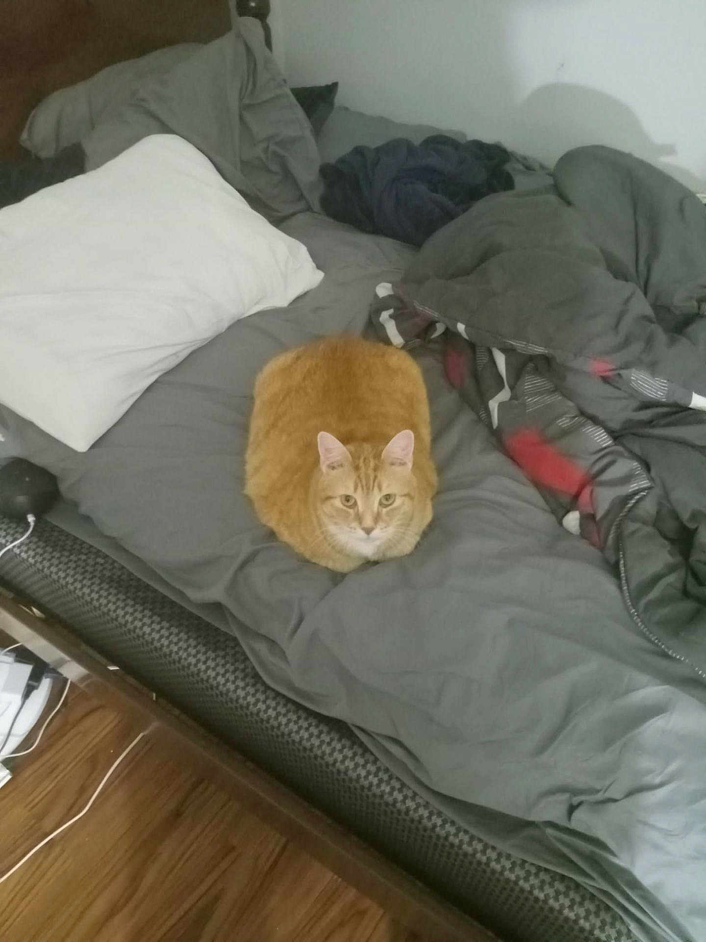Max is registered to the contest to win money with this photo: cat, orange_cat, bed, blanket, pillow, gray_bedspread, rumpled_bedding, loafing_cat, indoor, cozy, furniture, pet, animal, sleeping_area, wooden_floor, resting_cat, feline, domestic_cat, household, comfort