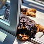affenpinscher, airedale, animal, canine, cat, cockerspaniel, dog, door, foldingdoor, hardwood, hound, papillon, pet, poodle, puppy, slidingdoor, terrier, window, windowsill, wood
