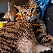 Peanut joined the competition — help win amazing prizes! abyssinian, animal, bag, box, cat, computer, couch, desk, electronics, furniture, indoors, kitten, laptop, manx, pc, person, pet, shelf, sleeping, table