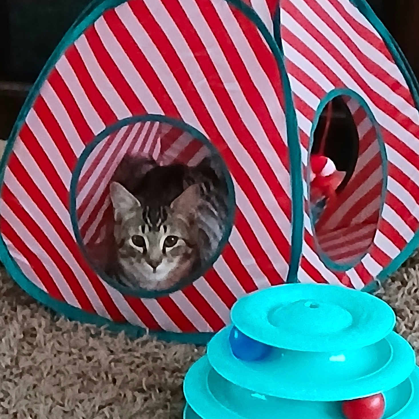 Peanut joined the competition — help win amazing prizes! abyssinian, animal, architecture, building, camping, canine, cat, den, dog, dogbed, doghouse, egyptiancat, indoors, kitten, manx, outdoors, pet, plate, shelter, tent